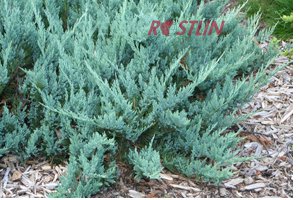 jalovec polehl Hughes - Juniperus horizontalis Hughes