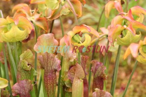 pirlice - Sarracenia  catesbaei