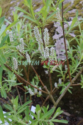 vrba blostn - Salix candida