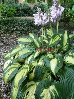 bohyka Island Charm - Hosta Island Charm