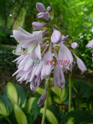 bohyka Island Charm - Hosta Island Charm