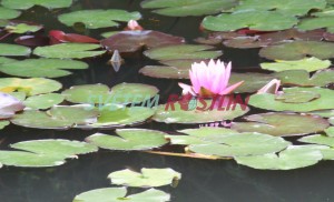 leknn Perrys Pink Delight - Nymphaea Perrys Pink Delight