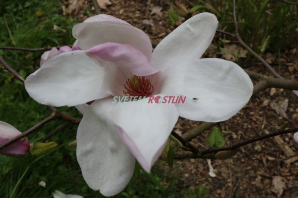 cholan Soulangev Lennei  M. kobus - Magnolia  soulangeana Lennei  M. kobus