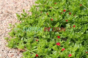 aptnie srditolist Red Apple - Mesembryanthemum cordifolium Red Apple