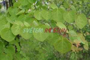 zmarlink japonsk - Cercidiphyllum japonicum