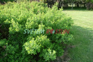 tavolnk - Spiraea rosthornii