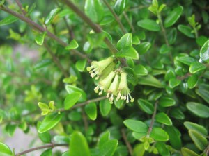 zimolez leskl - Lonicera nitida