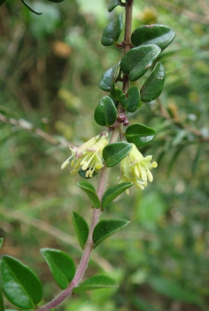 zimolez leskl - Lonicera nitida