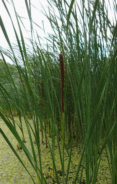 orobinec zkolist - Typha angustifolia