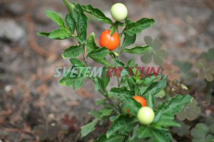 lilek viov - Solanum pseudocapsicum