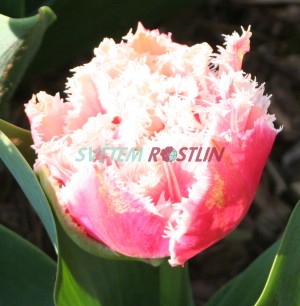 tulipn Queensland - Tulipa Queensland