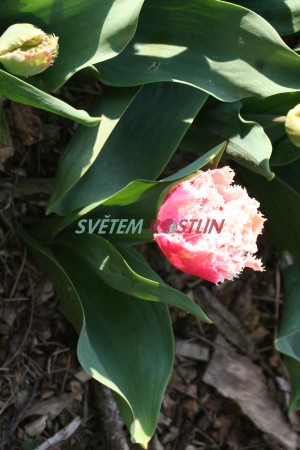 tulipn Queensland - Tulipa Queensland