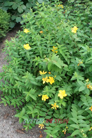 tezalka Hidcote - Hypericum Hidcote