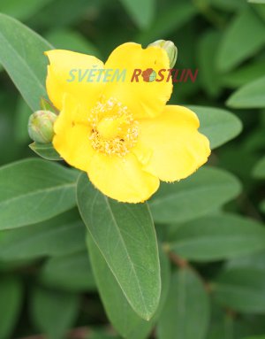 tezalka Hidcote - Hypericum Hidcote