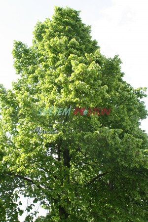 lpa americk Nova - Tilia americana Nova