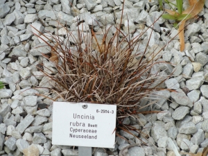 Uncinia rubra