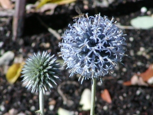 blotrn bantsk Blue Globe - Echinops bannaticus Blue Globe