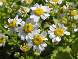 imbaba obecn - Tanacetum parthenium