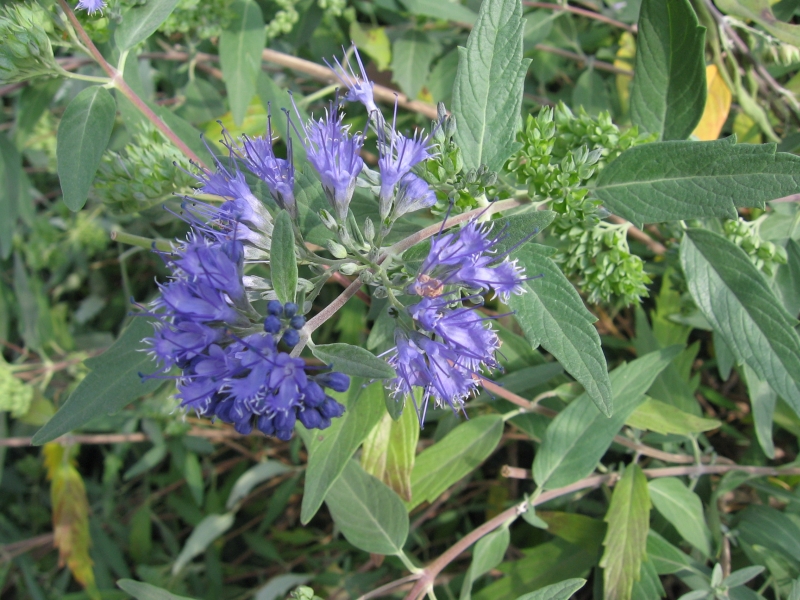 oechokdlec clandonsk - Caryopteris  clandonensis