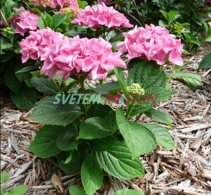 hortenzie velkolist Adria - Hydrangea macrophylla Adria