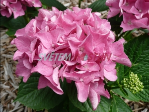 hortenzie velkolist Adria - Hydrangea macrophylla Adria