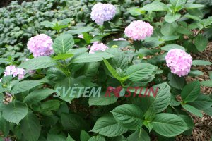 hortenzie velkolist Adria - Hydrangea macrophylla Adria