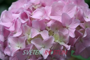 hortenzie velkolist Adria - Hydrangea macrophylla Adria