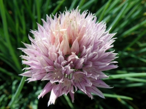 Allium cyaneum