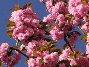 sakura ozdobná - Prunus serrulata