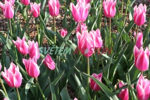 tulipn Yonina - Tulipa Yonina