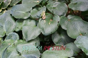 bohyka Elegans - Hosta sieboldiana Elegans