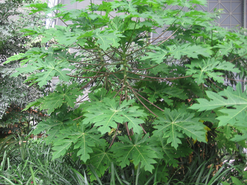 papja melounov - Carica papaya