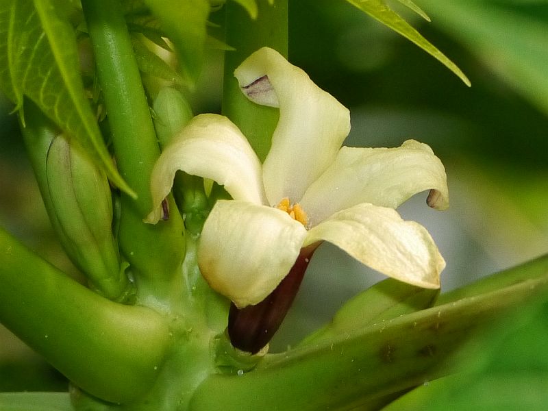 papja melounov - Carica papaya