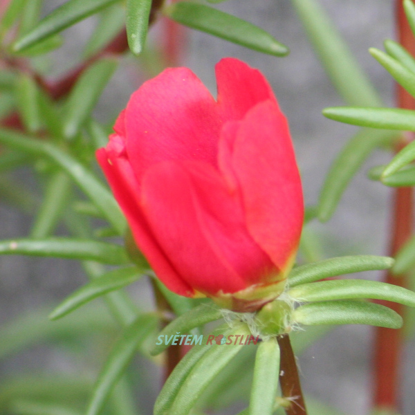 rucha velkokvt - Portulaca grandiflora