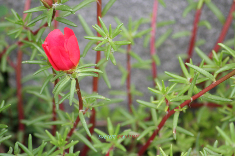 rucha velkokvt - Portulaca grandiflora