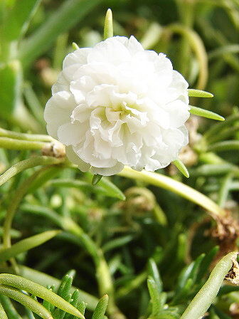 rucha velkokvt - Portulaca grandiflora