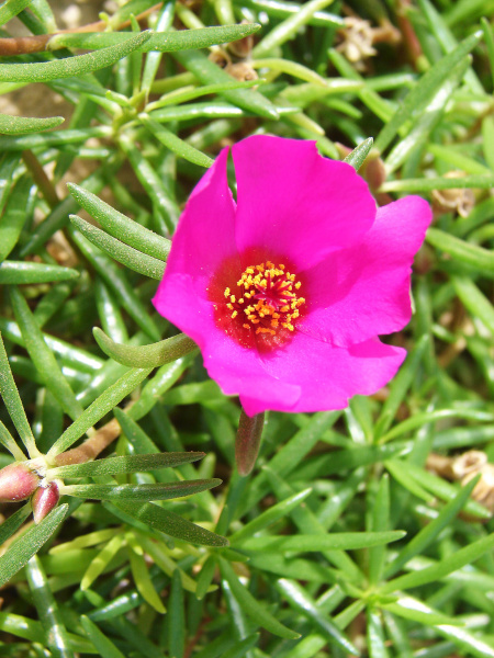 rucha velkokvt - Portulaca grandiflora