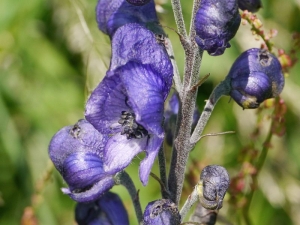 omj alamounek - Aconitum plicatum