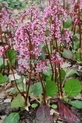 bergenie Sunningdale - Bergenia Sunningdale