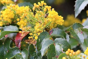 mahnie cesmnolist - Mahonia aquifolium