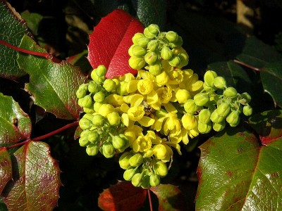 mahnie cesmnolist - Mahonia aquifolium