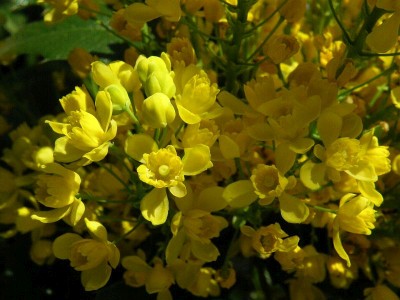 mahnie cesmnolist - Mahonia aquifolium