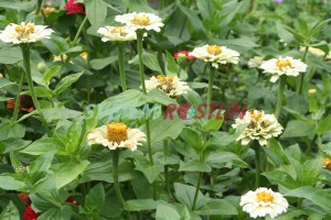 ostlka slin Pepermint Stick - Zinnia elegans Pepermint Stick