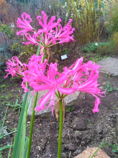 nerine Bowdenova - Nerine bowdenii