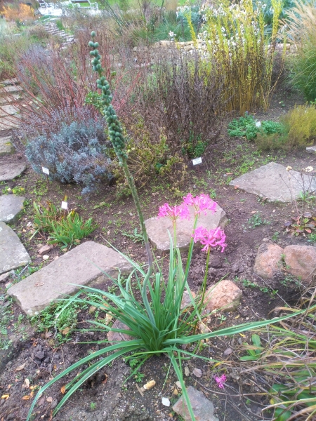 nerine Bowdenova - Nerine bowdenii