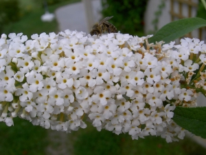 komule Davidova - Buddleja davidii