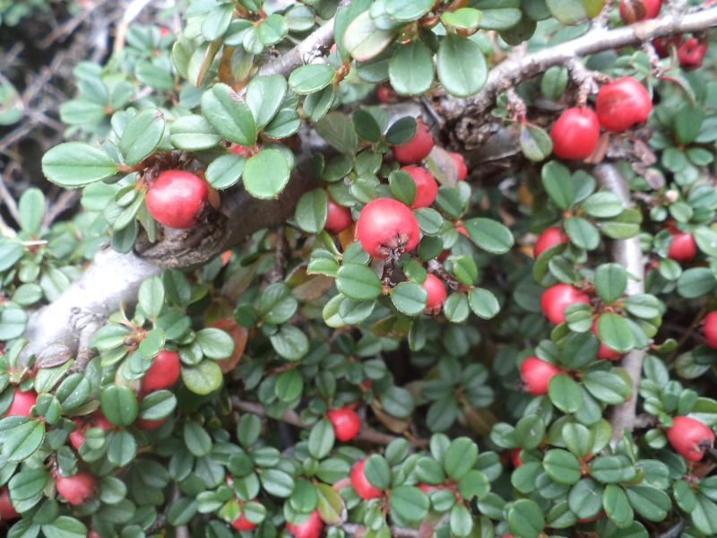 skalnk drobnolist - Cotoneaster microphyllus var. glacialis