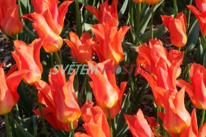 tulipn Lilyfire - Tulipa Lilyfire