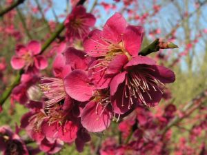 meruka japonsk - Prunus mume