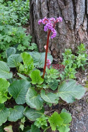 bergenie srdit - Bergenia cordifolia